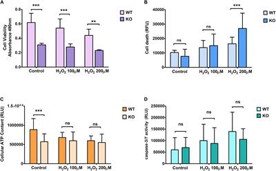 SLC38A10 Transporter Plays a Role in Cell Survival Under Oxidative Stress and Glutamate Toxicity